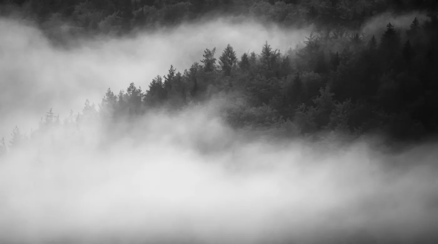 Nebliger Waldweg im Raureif, schwarzweiß