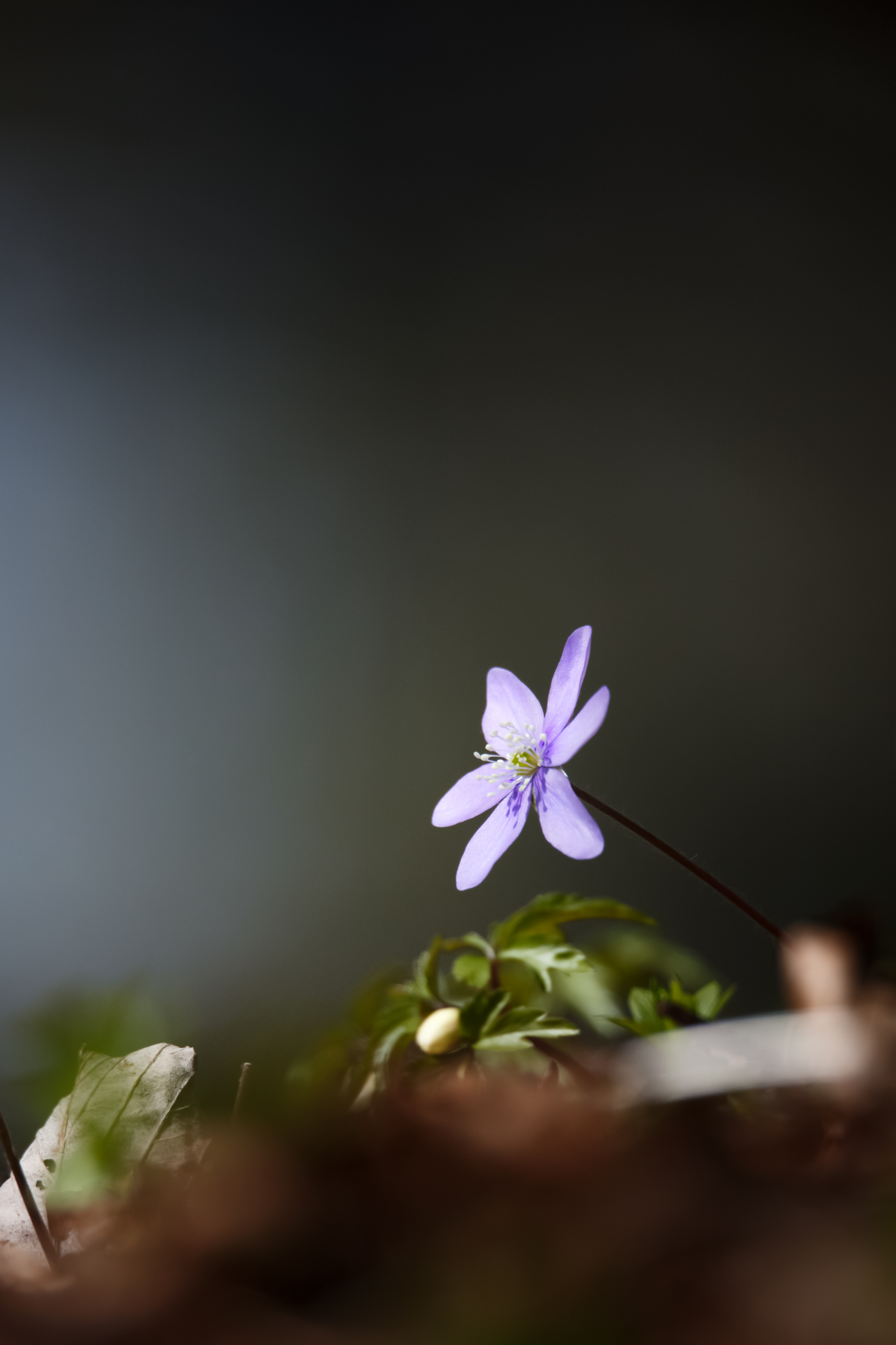 Frühling