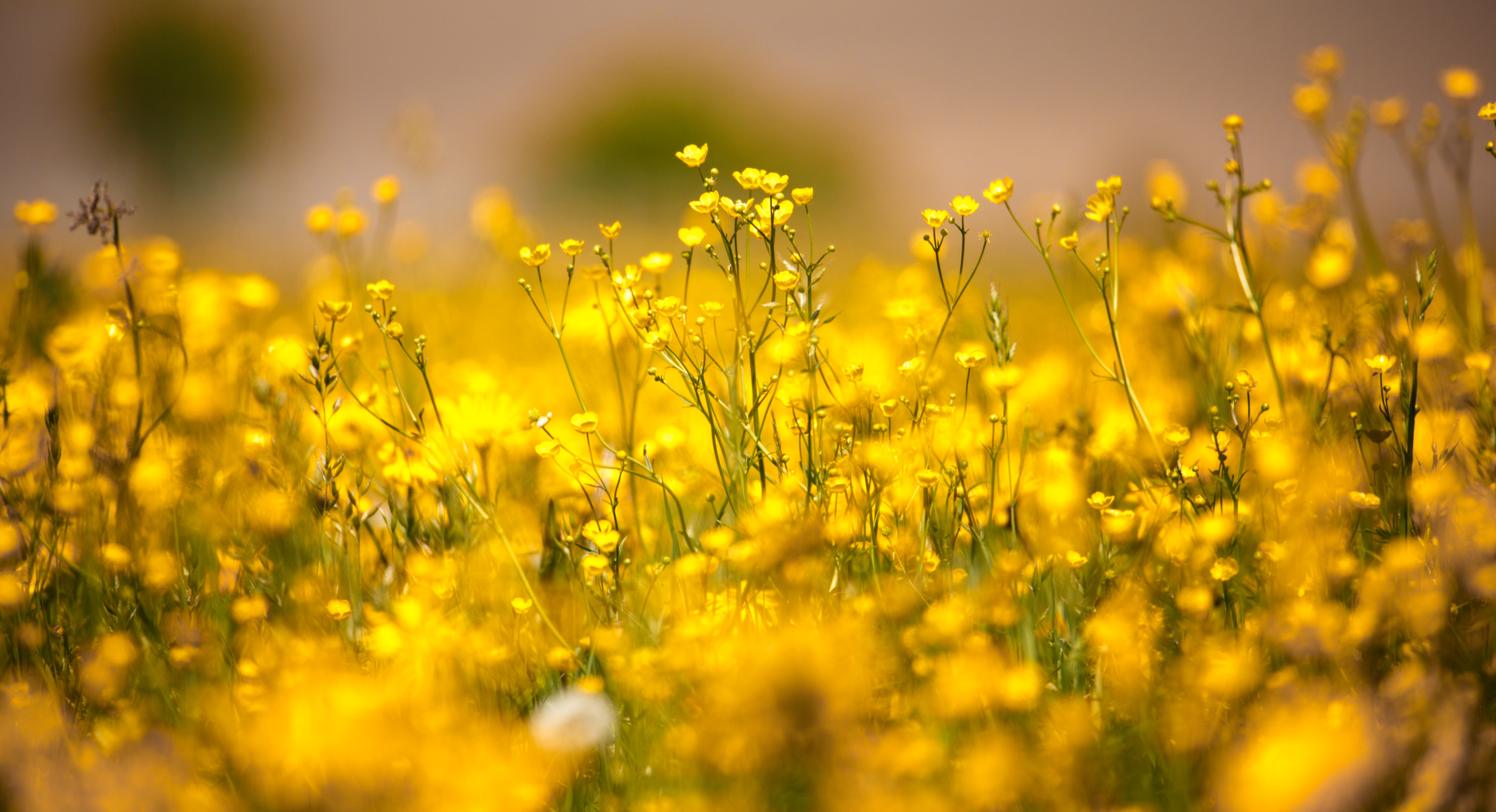 Butterblumen