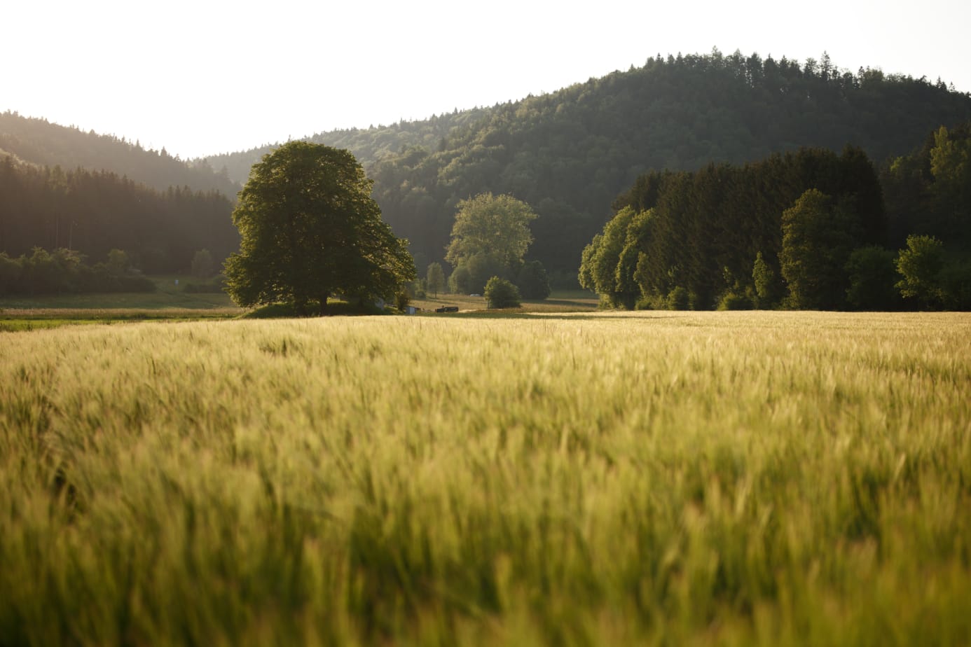 Golden hour mit Feld und Baum