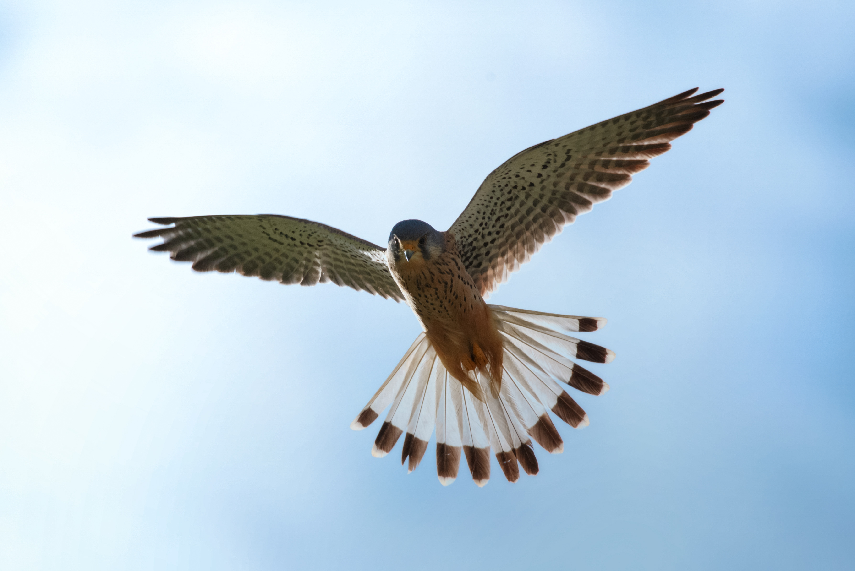 Flugstunde